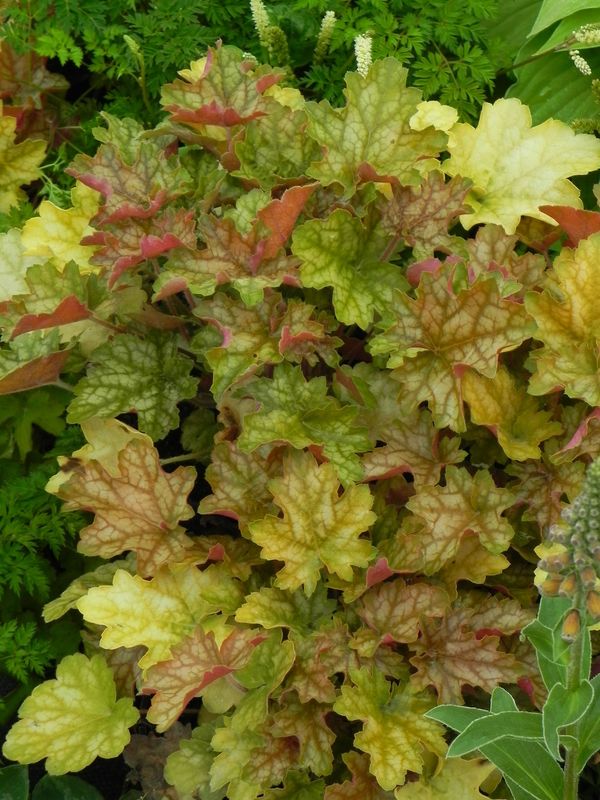 Heuchera x hybrida ‘Ginger Ale’