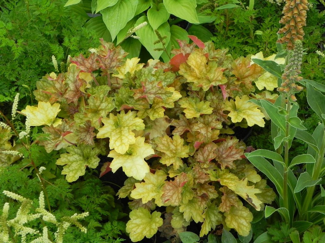 Heuchera x hybrida ‘Ginger Ale’