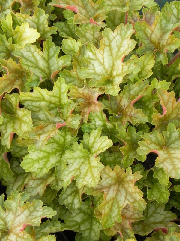 Heuchera x hybrida ‘Ginger Ale’