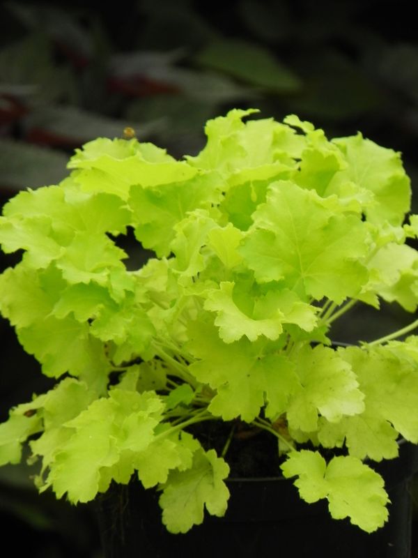 Heuchera x hybrida ‘Lime Rockey’