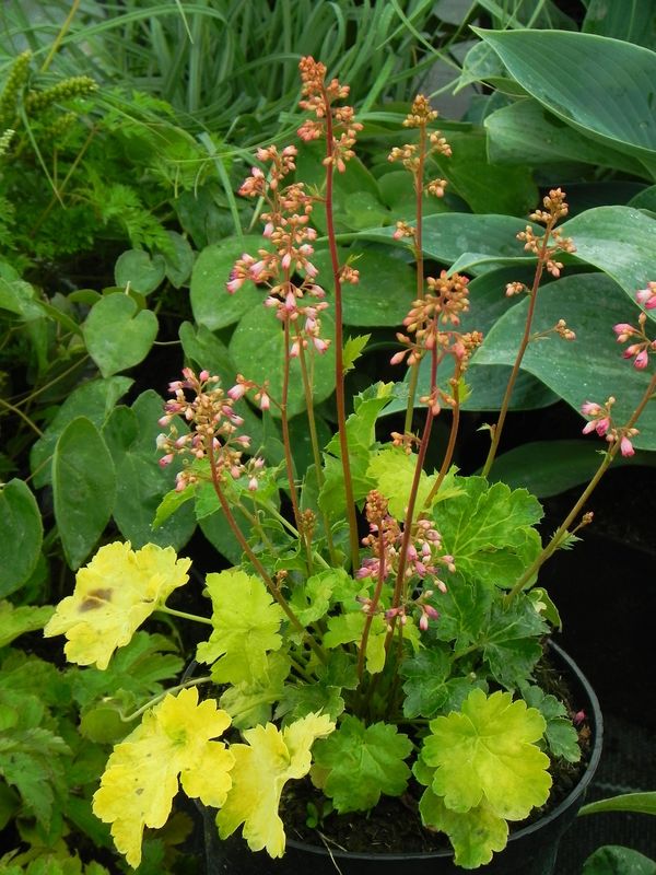 Heuchera x hybrida ‘Little Cutie Sweet Tart’