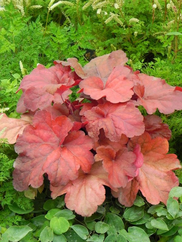Heuchera x hybrida ‘Fire Alarm’