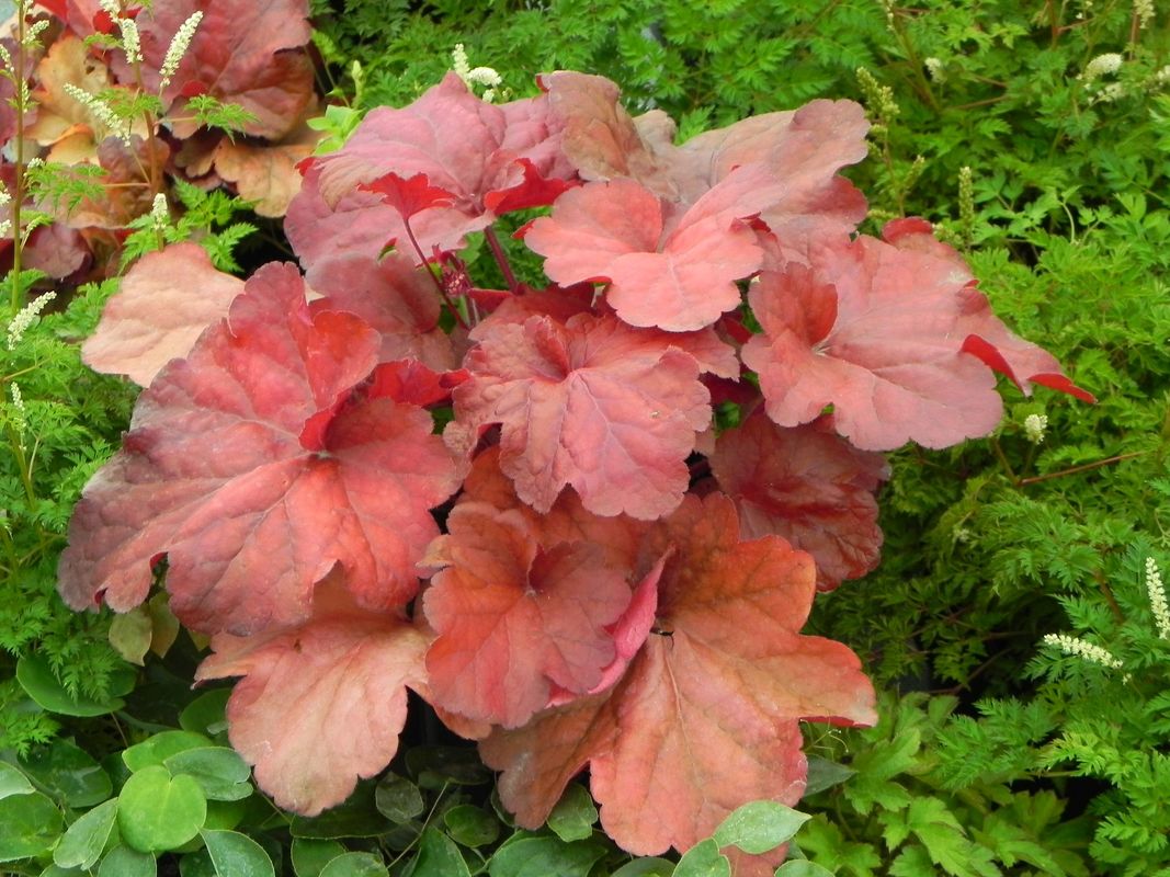 Heuchera x hybrida ‘Fire Alarm’