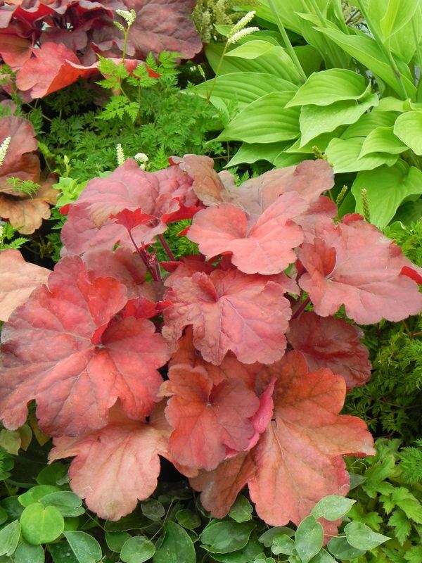 Heuchera x hybrida ‘Fire Alarm’
