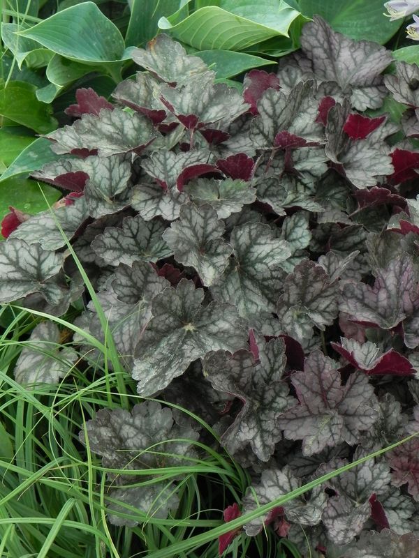 Heuchera x hybrida ‘Glitter’