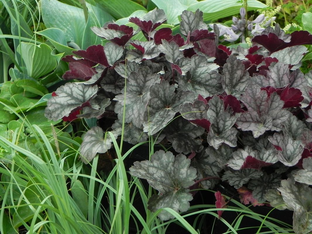 Heuchera x hybrida ‘Glitter’