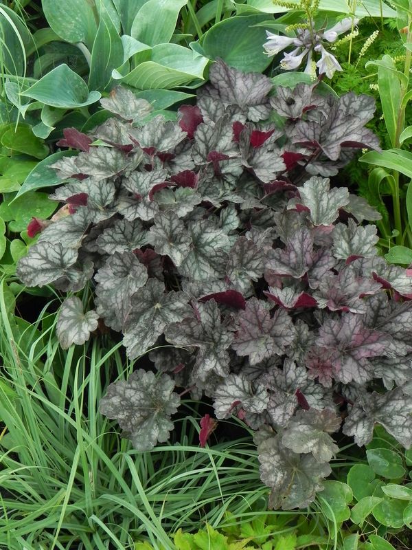 Heuchera x hybrida ‘Glitter’