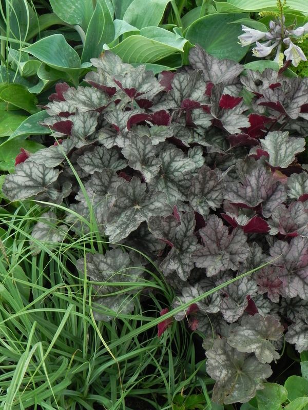 Heuchera x hybrida ‘Glitter’