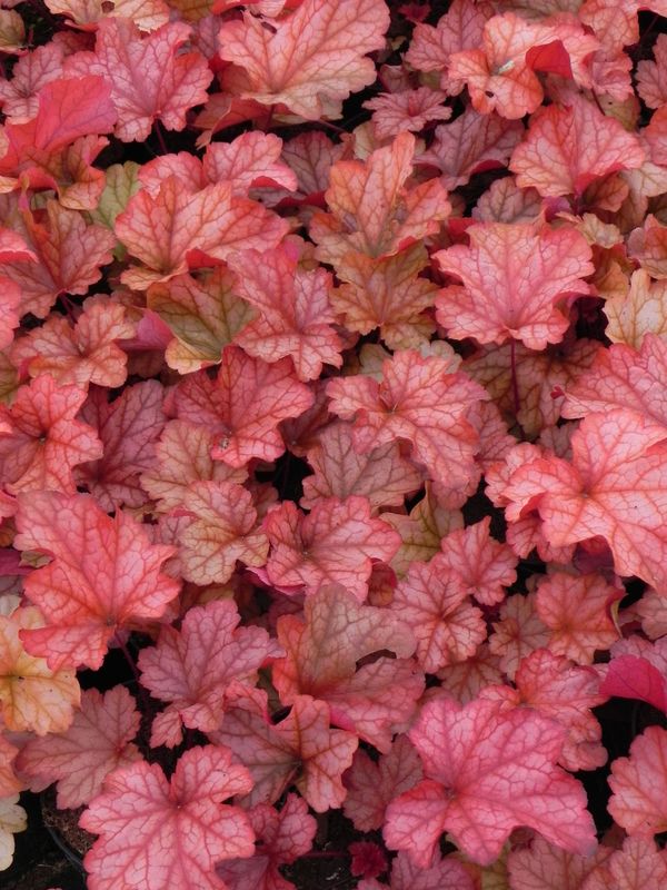 Heuchera x hybrida ‘Paprika’