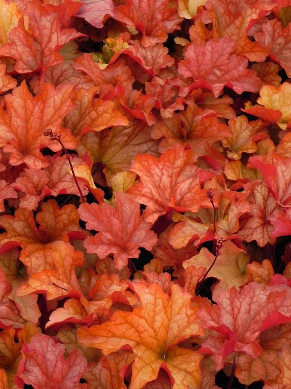 Heuchera x hybrida ‘Paprika’
