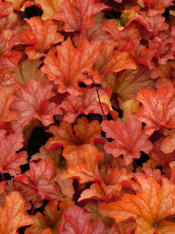 Heuchera x hybrida ‘Paprika’