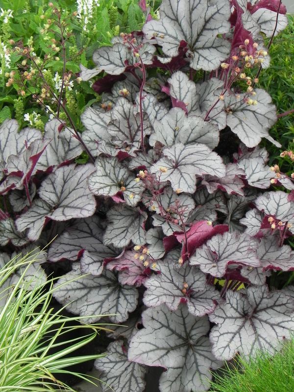 Heuchera x hybrida ‘Sugar Plum’