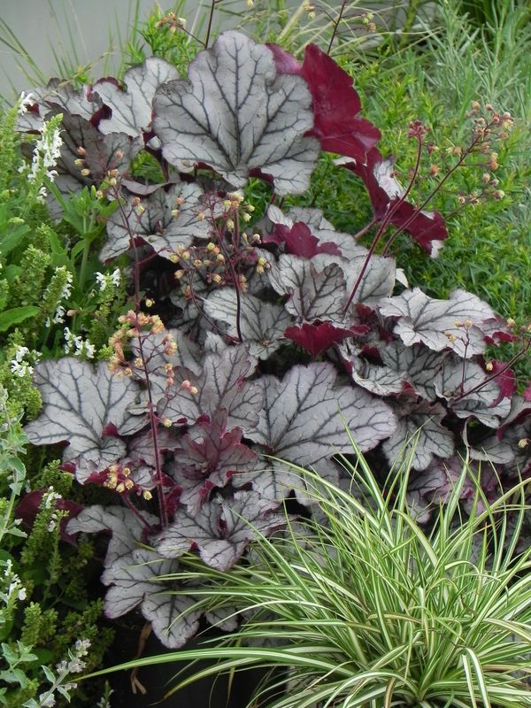 Heuchera x hybrida ‘Sugar Plum’