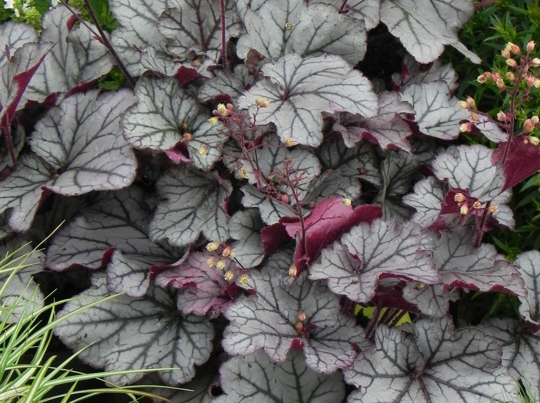 Heuchera x hybrida ‘Sugar Plum’