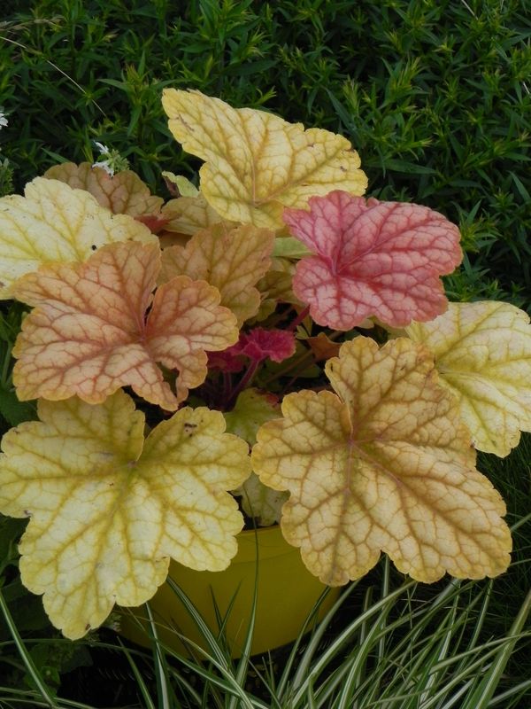 Heuchera x hybrida ‘Champange’