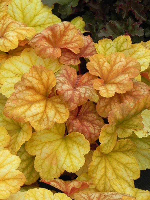 Heuchera x hybrida ‘Champange’