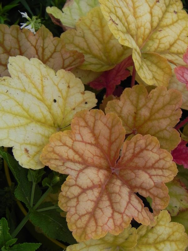 Heuchera x hybrida ‘Champange’