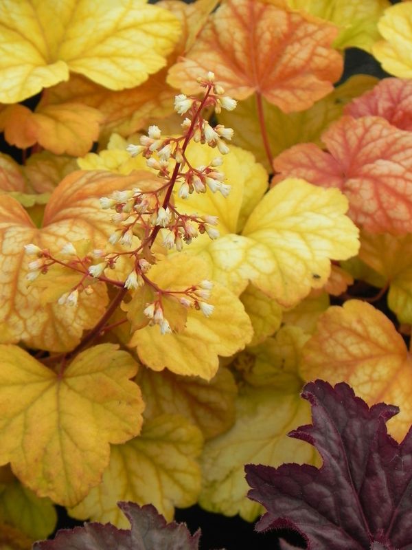 Heuchera x hybrida ‘Champange’