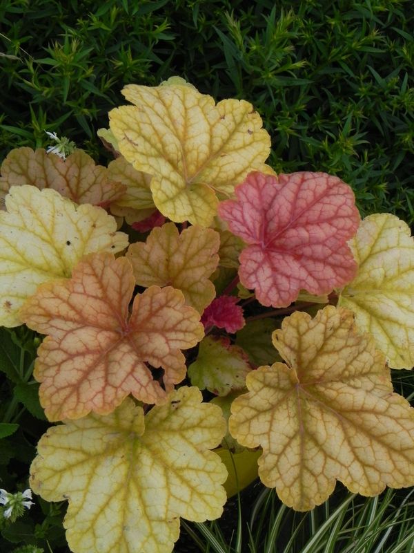 Heuchera x hybrida ‘Champange’