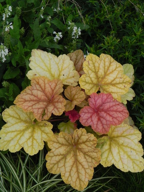 Heuchera x hybrida ‘Champange’