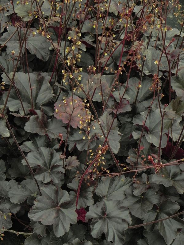 Heuchera x hybrida ‘Obsidian’