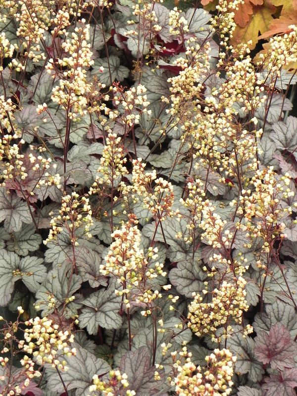 Heuchera x hybrida ‘Shanghai’