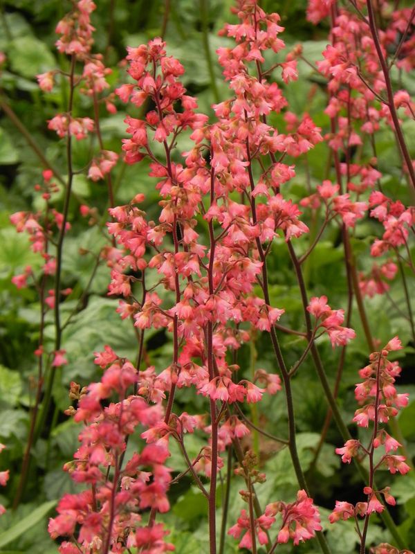 Heuchera x hybrida ‘Paris’