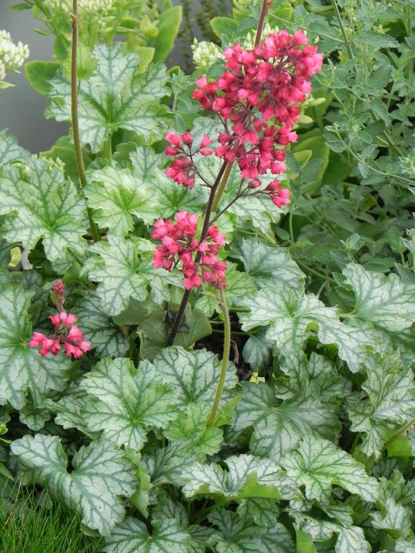 Heuchera x hybrida ‘Paris’