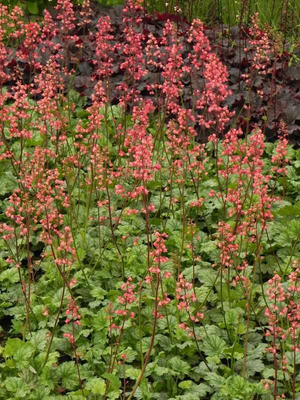 Heuchera x hybrida ‘Paris’
