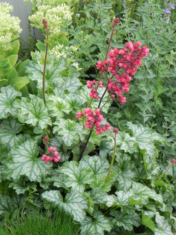 Heuchera x hybrida ‘Paris’