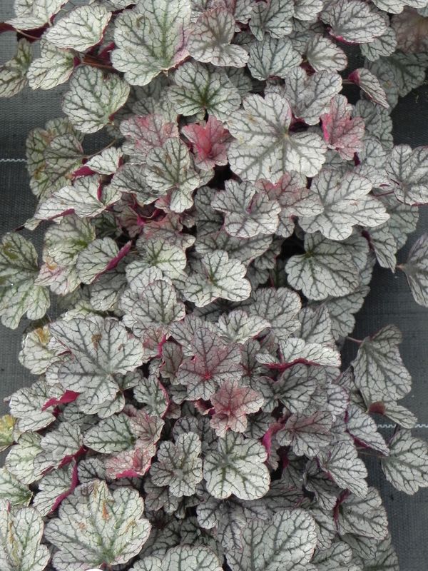Heuchera x hybrida ‘Silver Scrolls’