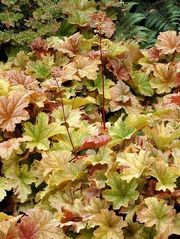 Heuchera x hybrida ‘Topaz Jazz’