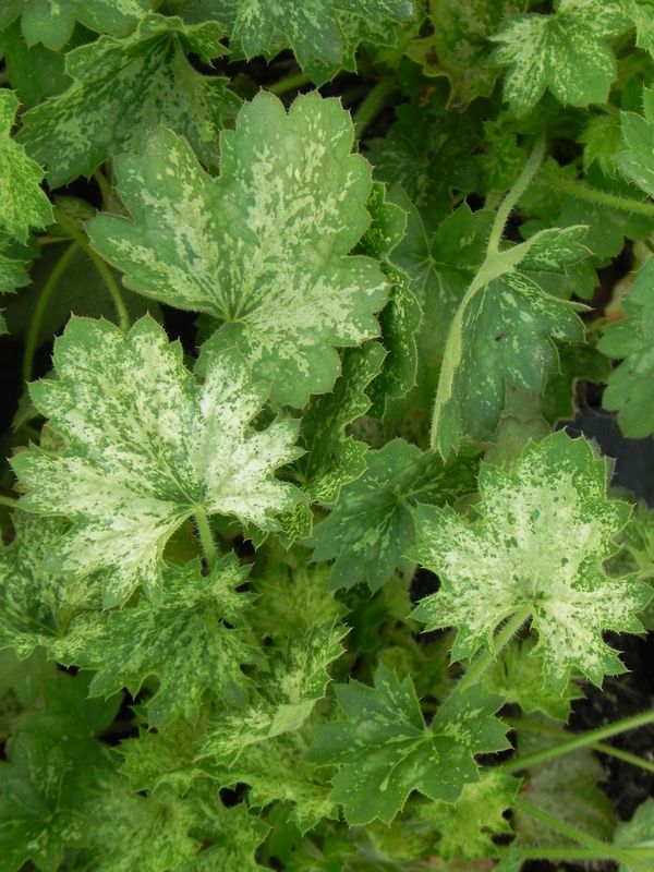 Heuchera x hybrida ‘Dew Drops’