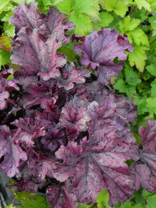 Heuchera x hybrida ‘Forever Purple’