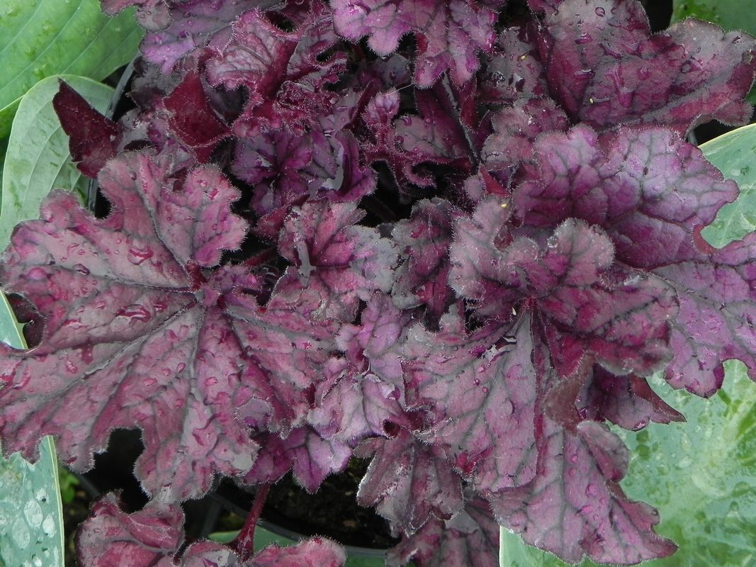 Heuchera x hybrida ‘Forever Purple’