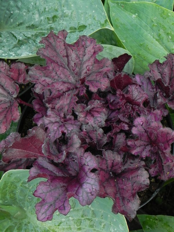 Heuchera x hybrida ‘Forever Purple’