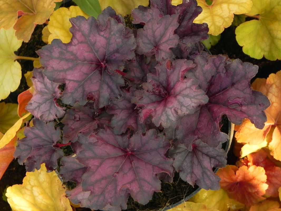 Heuchera x hybrida ‘Forever Purple’