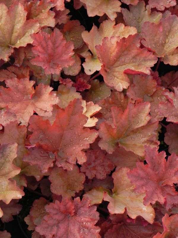 Heuchera x hybrida ‘Peachberry Ice’