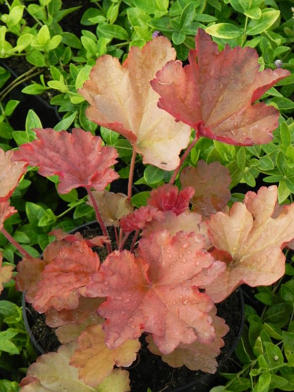 Heuchera x hybrida ‘Peachberry Ice’