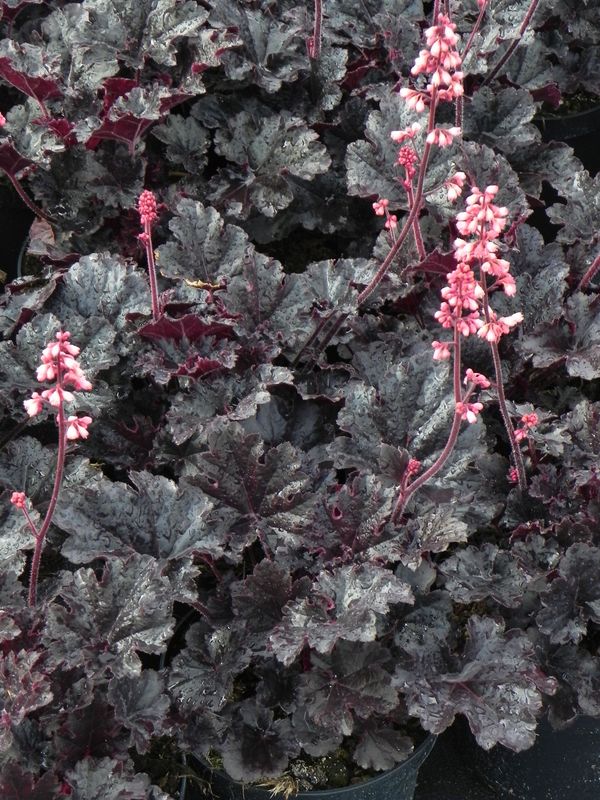 Heuchera x hybrida ‘Timeles Night’