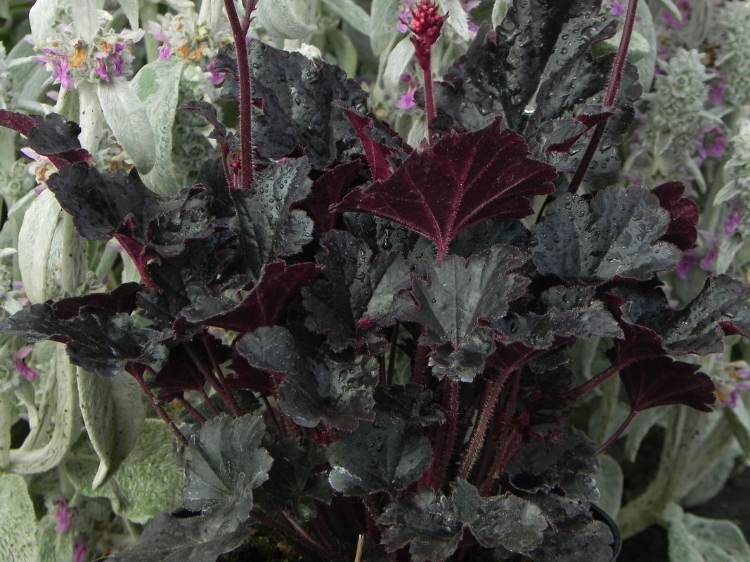Heuchera x hybrida ‘Timeles Night’