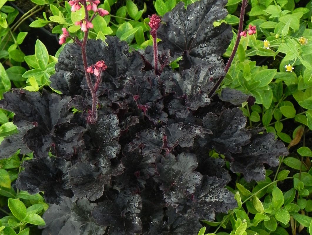Heuchera x hybrida ‘Timeles Night’