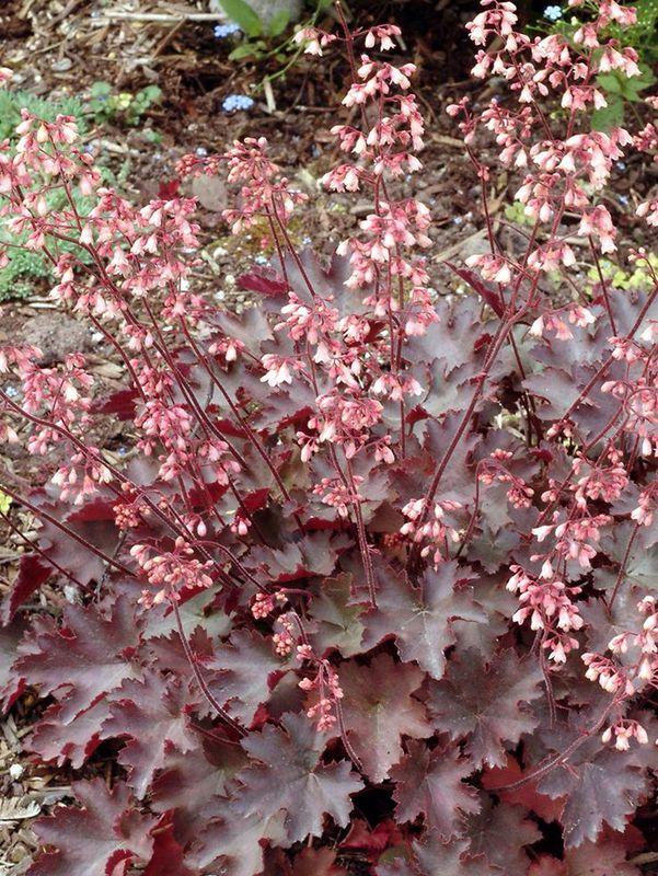 Heuchera x hybrida ‘FireCracker’