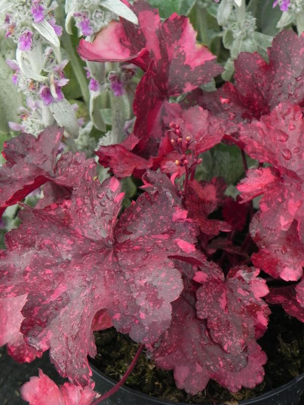 Heuchera x hybrida ‘Galaxy’