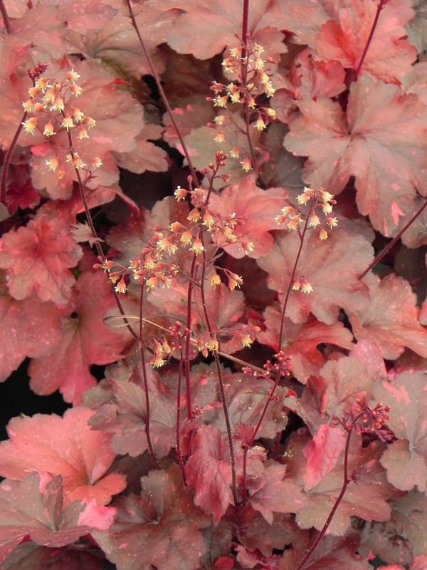 Heuchera x hybrida ‘Galaxy’