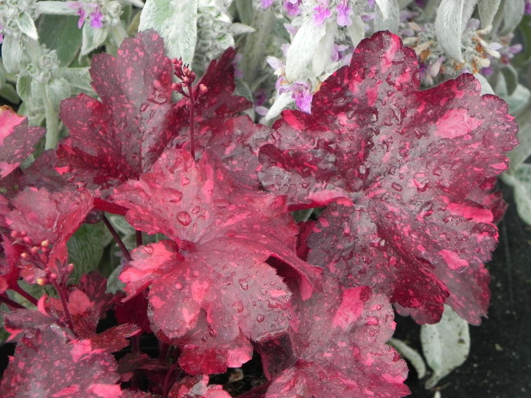 Heuchera x hybrida ‘Galaxy’
