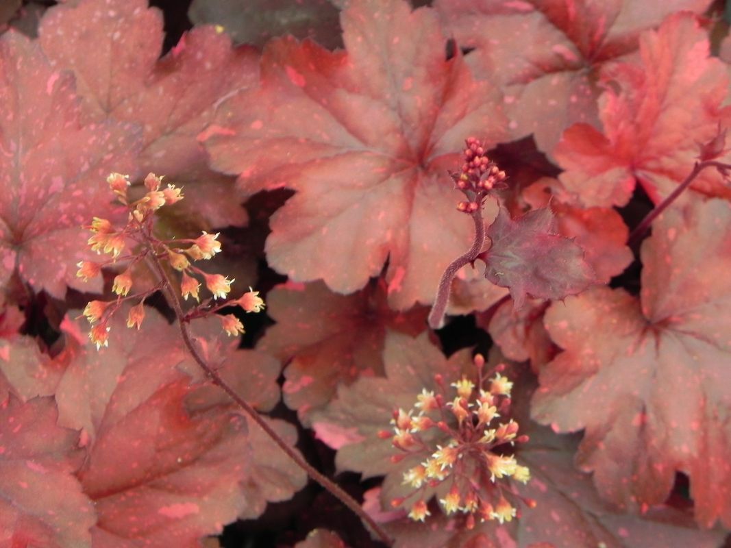 Heuchera x hybrida ‘Galaxy’