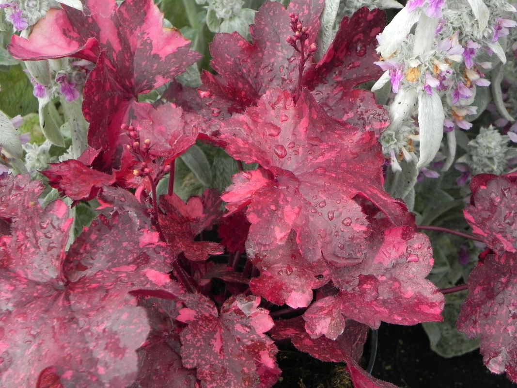 Heuchera x hybrida ‘Galaxy’