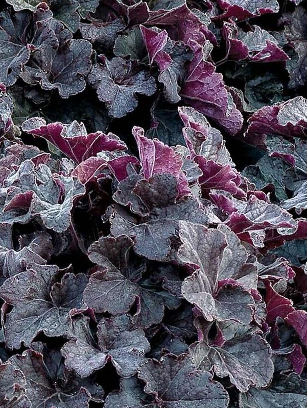 Heuchera x hybrida ‘Grande Black’