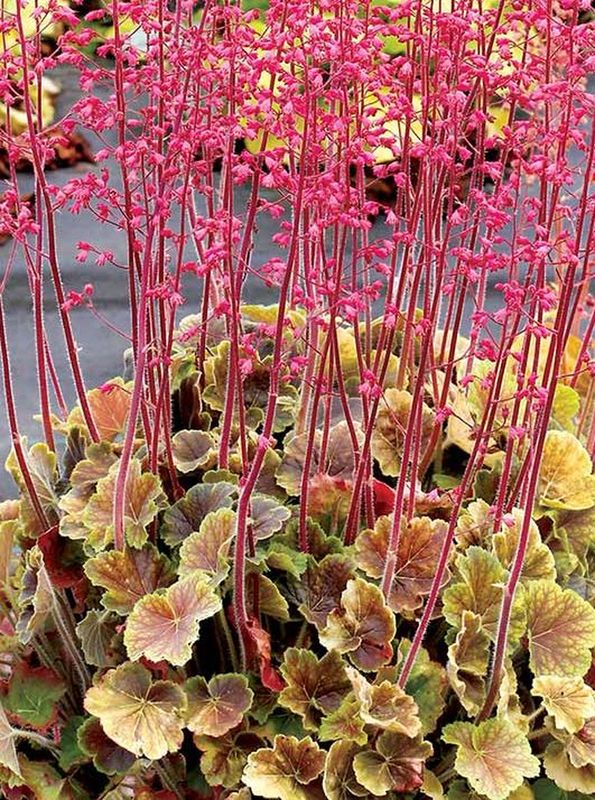 Heuchera x hybrida ‘Northern Exposure Sienna’